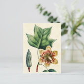 Botanische Poplar Tulp Tree Illustratie Briefkaart (Staand voorkant)