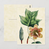 Botanische Poplar Tulp Tree Illustratie Briefkaart (Voorkant / Achterkant)