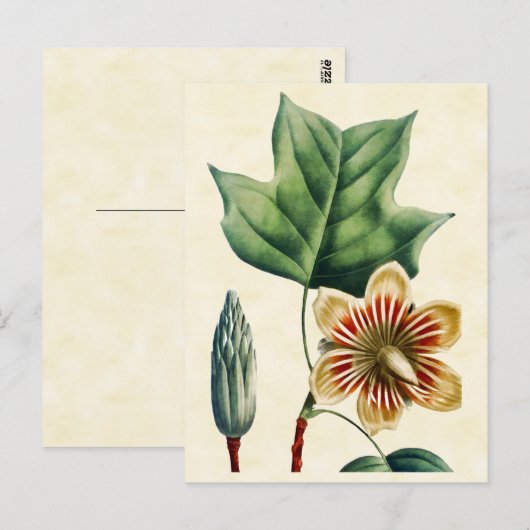  Botanische Poplar Tulp Tree Illustratie Briefkaart (Voorkant / Achterkant)
