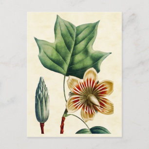 Botanische Poplar Tulp Tree Illustratie Briefkaart