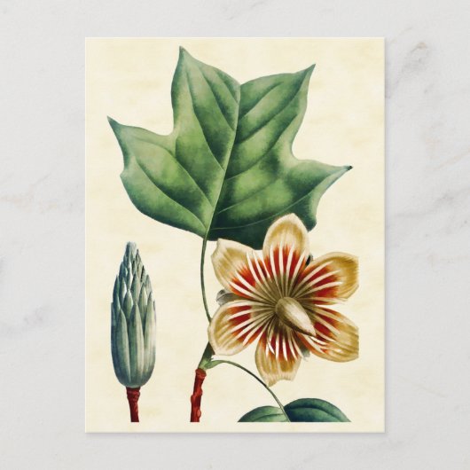 Botanische Poplar Tulp Tree Illustratie Briefkaart (Voorkant)