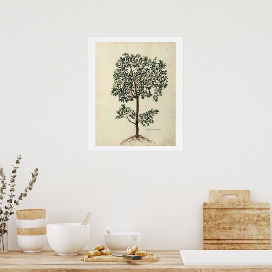 Botanische Poster van de olijfboom (Keuken)