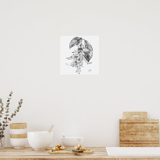 Botanische potloodschets van paardenbeugel poster (Keuken)