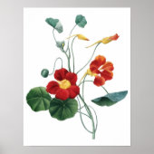 Botanische PREMIUM KWALITEITdrukknop van nasturtiu Poster (Voorkant)