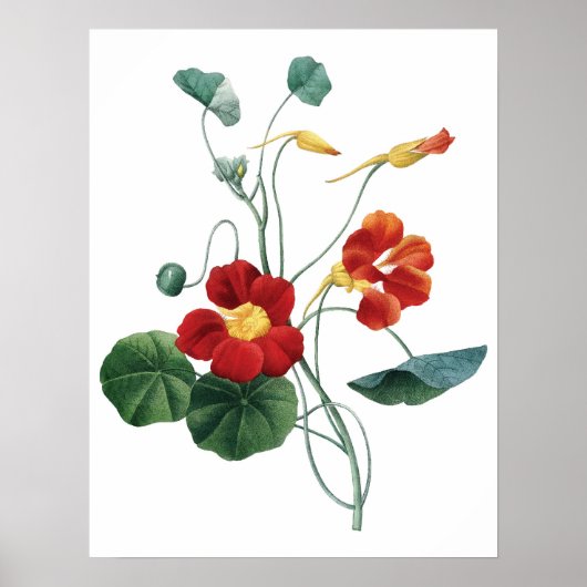 Botanische PREMIUM KWALITEITdrukknop van nasturtiu Poster (Voorkant)