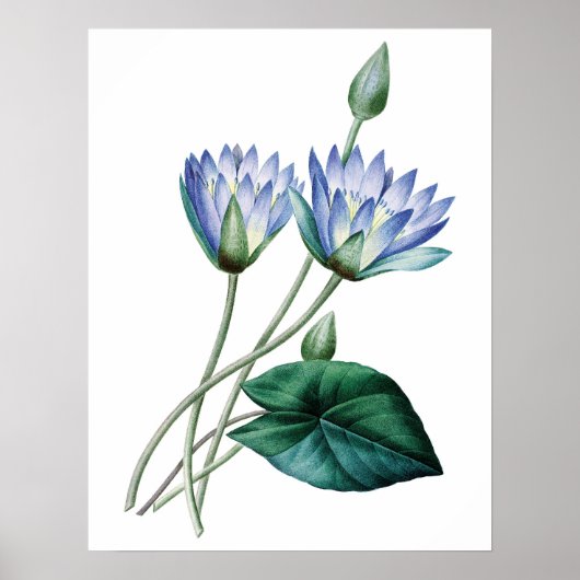 Botanische PREMIUM KWALITEITdrukknop van waterlijm Poster (Voorkant)