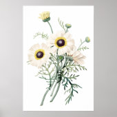 Botanische PREMIUM-KWALITEITprint van chrysanthemu Poster (Voorkant)