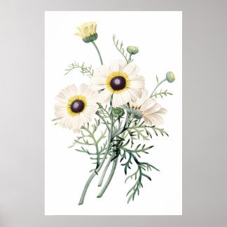 Botanische PREMIUM-KWALITEITprint van chrysanthemu Poster