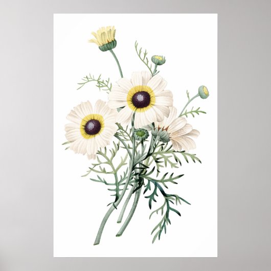 Botanische PREMIUM-KWALITEITprint van chrysanthemu Poster (Voorkant)