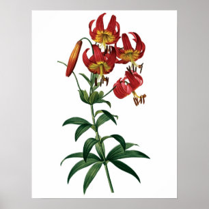 Botanische PREMIUM-KWALITEITprint van rode lib Poster
