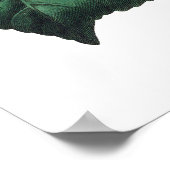 Botanische PREMIUM KWALITEITSDruk van camellia Poster (Hoek)