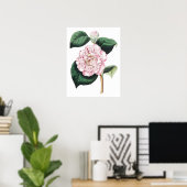 Botanische PREMIUM KWALITEITSDruk van camellia Poster (Thuiskantoor)