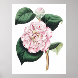 Botanische PREMIUM KWALITEITSDruk van camellia Poster