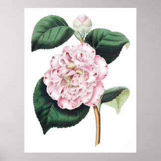 Botanische PREMIUM KWALITEITSDruk van camellia Poster