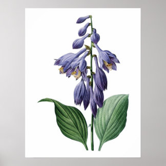 Botanische PREMIUM-KWALITEITSDruk van de dagelijks Poster