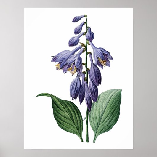 Botanische PREMIUM-KWALITEITSDruk van de dagelijks Poster (Voorkant)