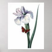 Botanische PREMIUM KWALITEITSDruk van de iris Poster (Voorkant)