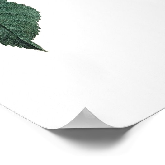 Botanische PREMIUM-KWALITEITSDruk van het roos Poster (Hoek)