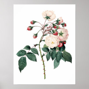 Botanische PREMIUM-KWALITEITSDruk van het roos Poster