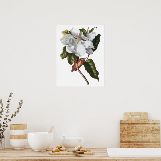 Botanische PREMIUM-KWALITEITSDruk van magnolia Poster (Keuken)