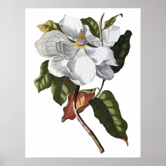 Botanische PREMIUM-KWALITEITSDruk van magnolia Poster (Voorkant)