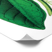 Botanische PREMIUM KWALITEITSDruk van passiflora Poster (Hoek)