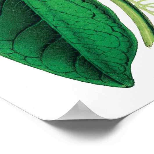 Botanische PREMIUM KWALITEITSDruk van passiflora Poster (Hoek)