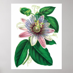 Botanische PREMIUM KWALITEITSDruk van passiflora Poster
