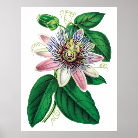 Botanische PREMIUM KWALITEITSDruk van passiflora Poster (Voorkant)