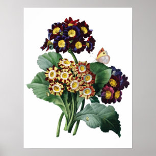 Botanische PREMIUM KWALITEITSDruk van primula Poster
