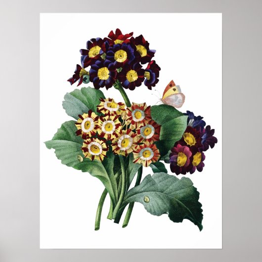 Botanische PREMIUM KWALITEITSDruk van primula Poster (Voorkant)