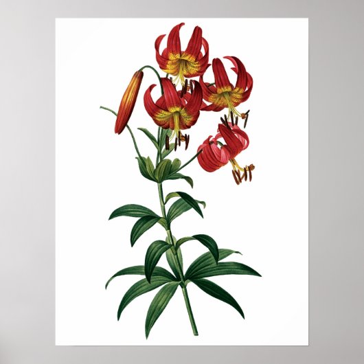 Botanische PREMIUM-KWALITEITSDruk van rode lib Poster (Voorkant)