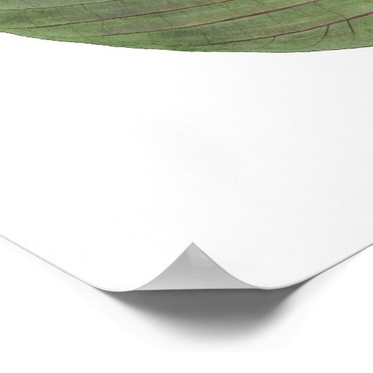 Botanische PREMIUM KWALITEITSdruk van spruitblader Poster (Hoek)