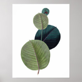 Botanische PREMIUM KWALITEITSdruk van spruitblader Poster