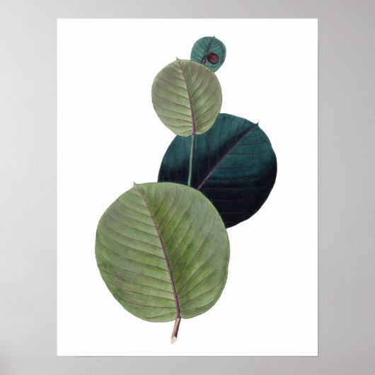 Botanische PREMIUM KWALITEITSdruk van spruitblader Poster (Voorkant)