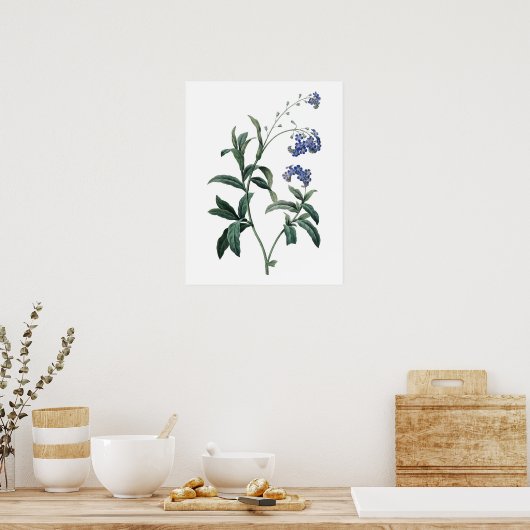 Botanische PREMIUM KWALITEITSdruk van vergeet-me-n Poster (Keuken)