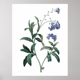 Botanische PREMIUM KWALITEITSdruk van vergeet-me-n Poster