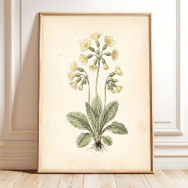 Botanische Primula Cottagecore Muurkunst Poster
