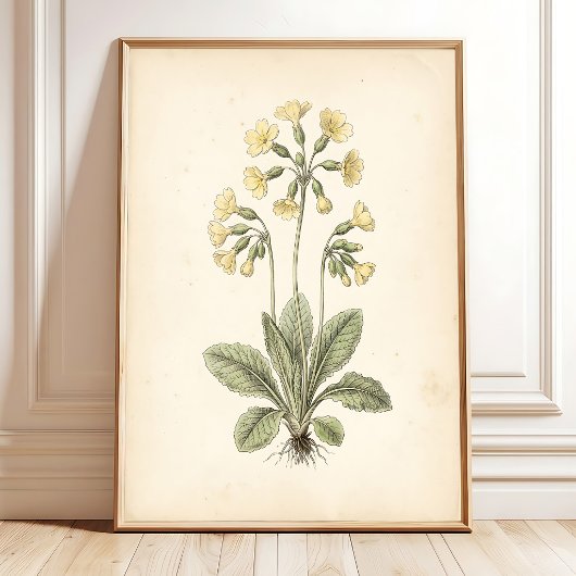 Botanische Primula Cottagecore Muurkunst Poster