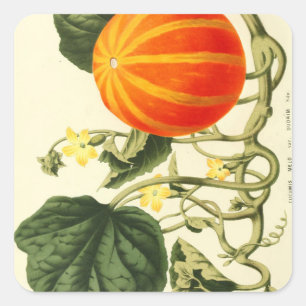  botanische print van pompoen. vierkante sticker