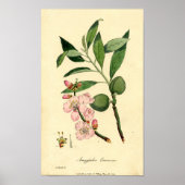 Botanische printammond (amygdalus communis) poster (Voorkant)