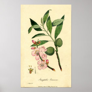 Botanische printammond (amygdalus communis) poster