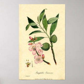 Botanische printammond (amygdalus communis) poster