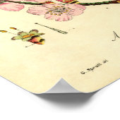 Botanische printammond (amygdalus communis) poster (Hoek)