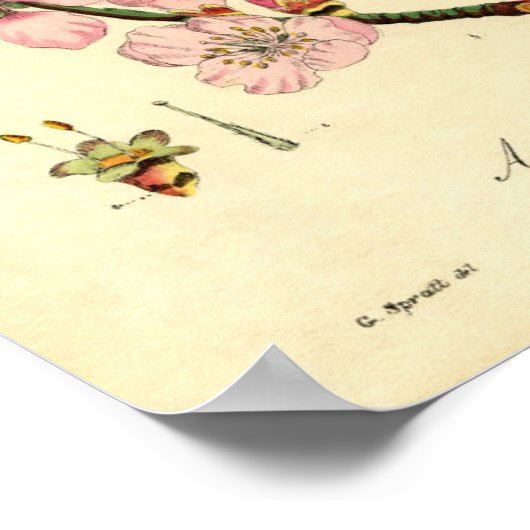 Botanische printammond (amygdalus communis) poster (Hoek)