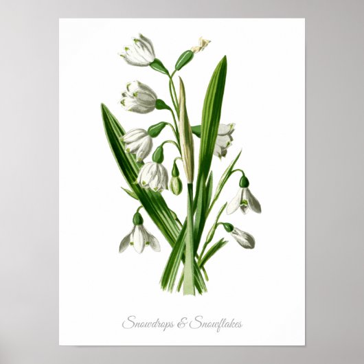  botanische printplaten en sneeuwvlokken poster (Voorkant)