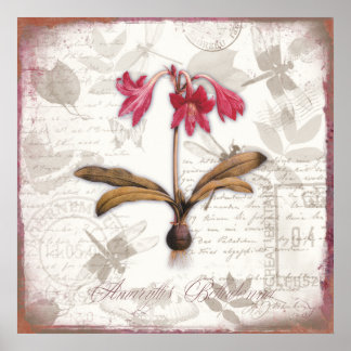 botanische prints Amaryllis Belladonna
