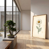 Botanische Pyrethrum-kunstprint Poster