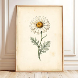 Botanische Pyrethrum-kunstprint Poster