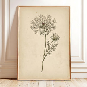 Botanische Queen Anne's Lace Print Kunst